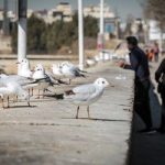 وضعیت اضطراری در کالیفرنیا آمریکا